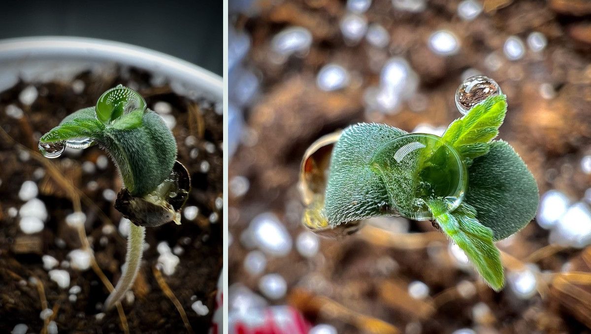 Strawberry Gorilla Auto Cannabissorte: Keimung und Keimlingsphase | Woche 1 | Ein Keimling hat dank gründlichem Besprühen die Schale abgeworfen Strawberry Gorilla Auto Cannabissorte: Keimung und Keimlingsphase | Woche 1 | Ein Keimling hat dank gründlichem Besprühen die Schale abgeworfen