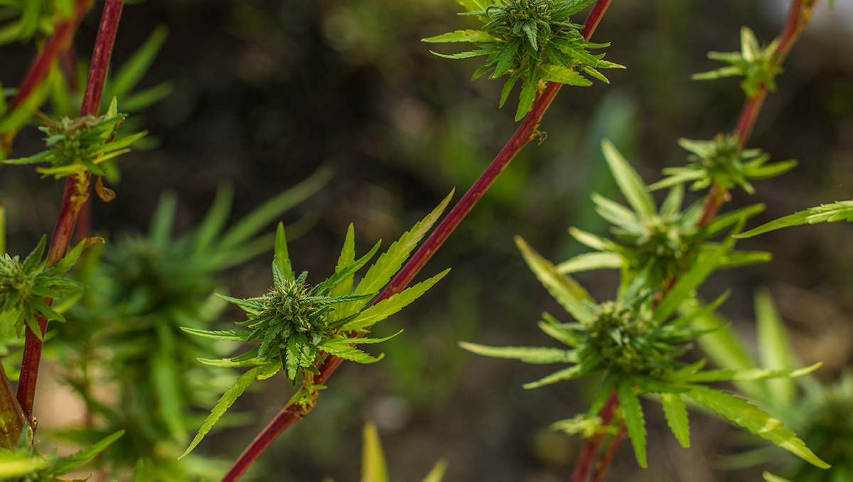 Weed in greece: medicinal cannabis in greece Weed in greece: medicinal cannabis in greece