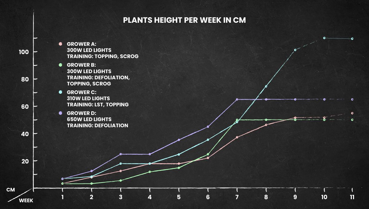 Wedding Cheesecake FF cannabis strain: height chart for the whole life cycle