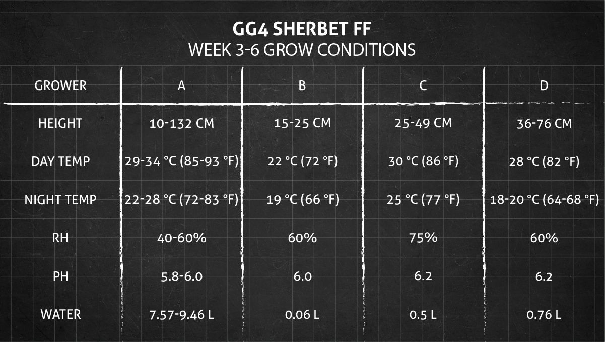 GG4 Sherbet FF cannabis strain: weeks 3-6 grow conditions GG4 Sherbet FF cannabis strain: weeks 3-6 grow conditions