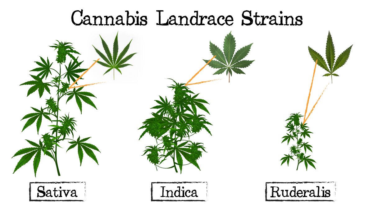 Cannabis breeding: sativa vs indica vs ruderalis Cannabis breeding: sativa vs indica vs ruderalis