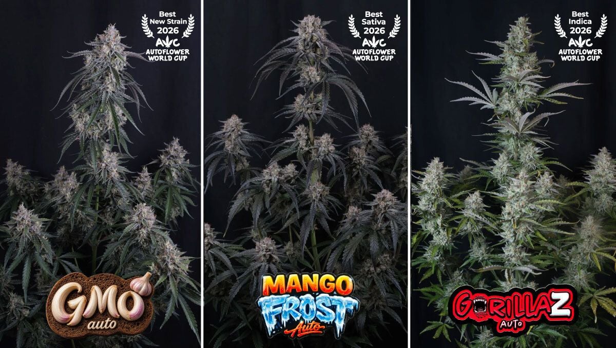 Collage2 (3).jpg mango frost, gorilla z, gmo auto
