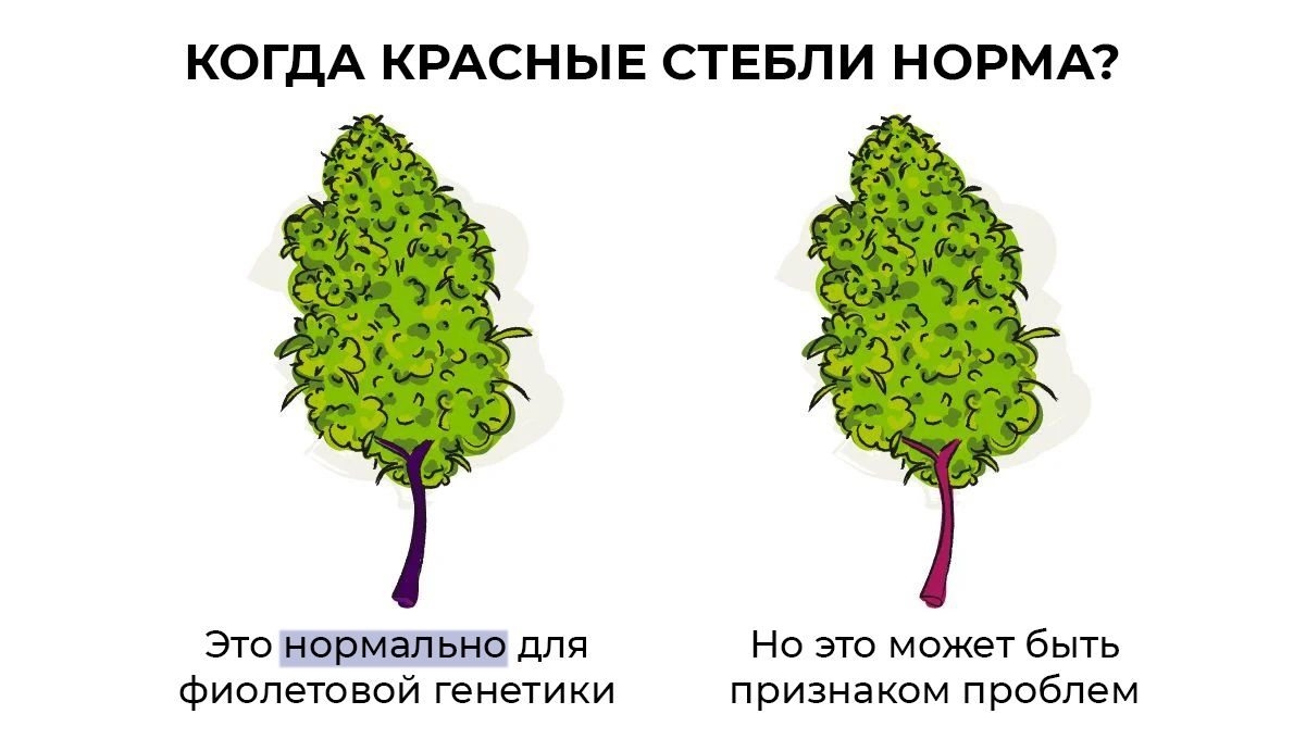 sm_c1afafe0d9a26fbe3fad3a48e6a64de0.jpg All You Need To Know About Red Stems On Cannabis Plants: When are red stems normal?