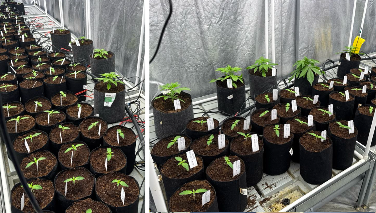 Mothers Introduced to the Grow Tent