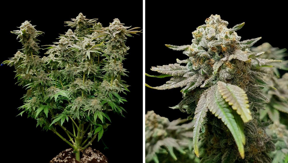 Wedding Cheesecake FF cannabis strain: ripening and harvest | weeks 12 | a plant pre-harvest, with largest fan leaves removed and with a thick layer of frost covering its dense buds