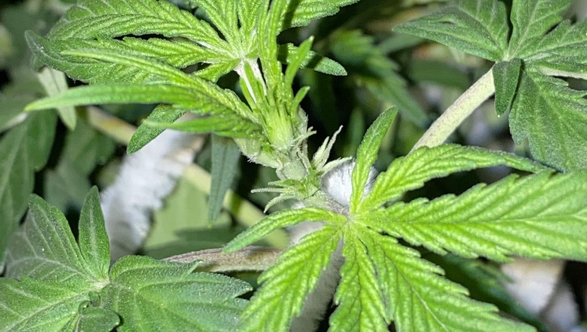 Pineapple Express Auto cannabis strain: transition (pre-flower) | week 5 | the first pistils forming at the nodes