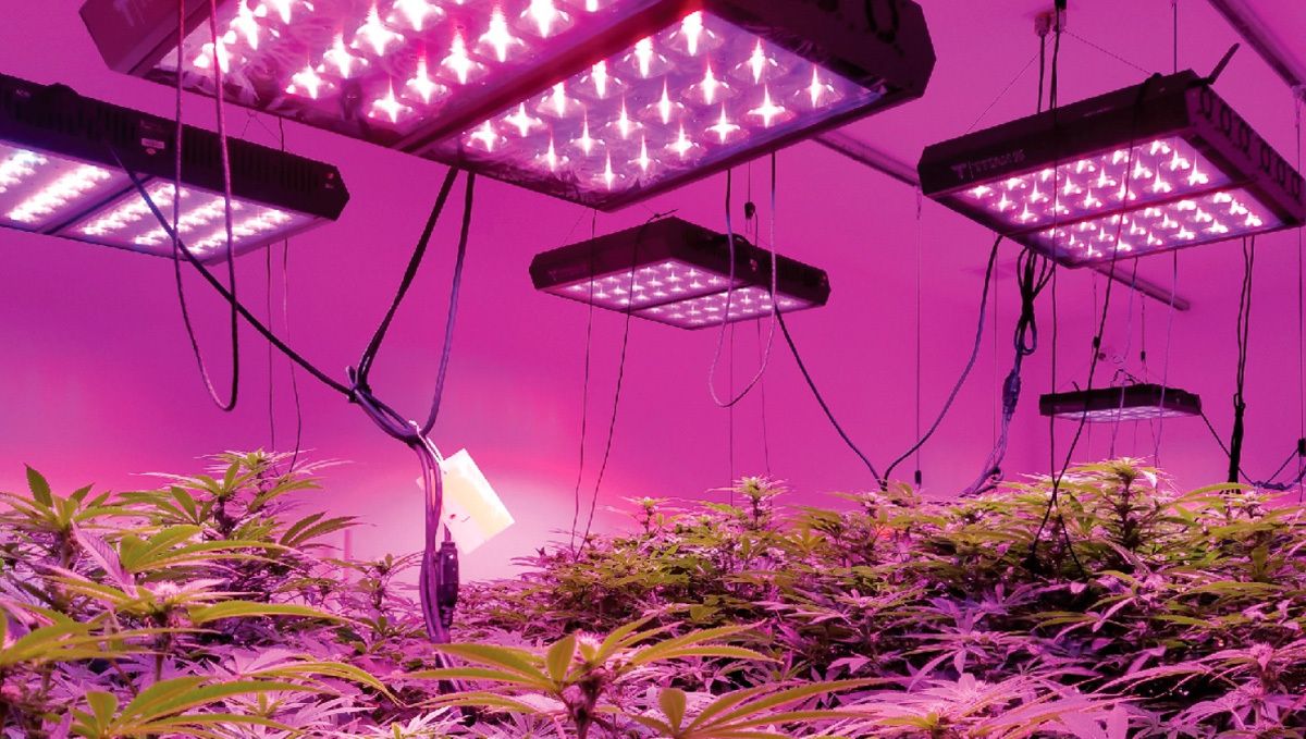 The Best Lighting for Autoflower Cannabis Fast Buds