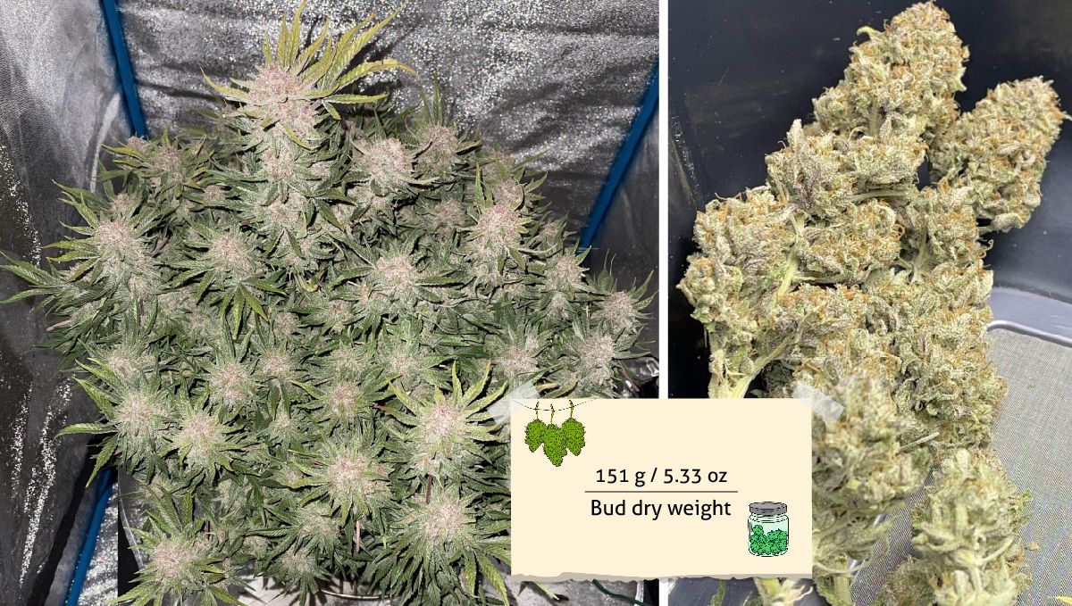 Cherry Cola Auto cannabis strain: yield | an indoor weed plant in a grow tent seen from above and a branch with dry buds