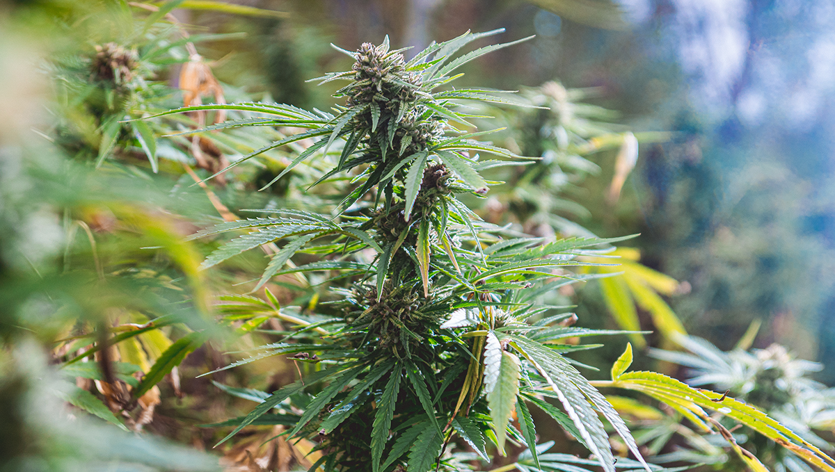 What yields can I get with autoflowering cannabis: to train or not to train What yields can I get with autoflowering cannabis: to train or not to train