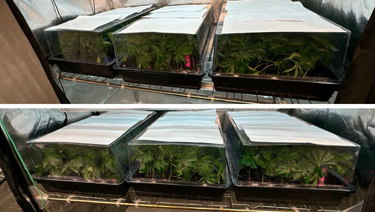 cover_95.jpg Clones under dome