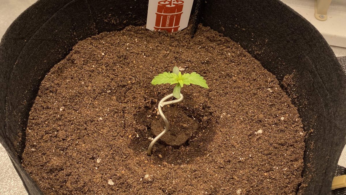 Critical Kush Auto cannabis strain: germination and seedling stage | week 1 | a small seedling in a big smart pot filled with coco coir