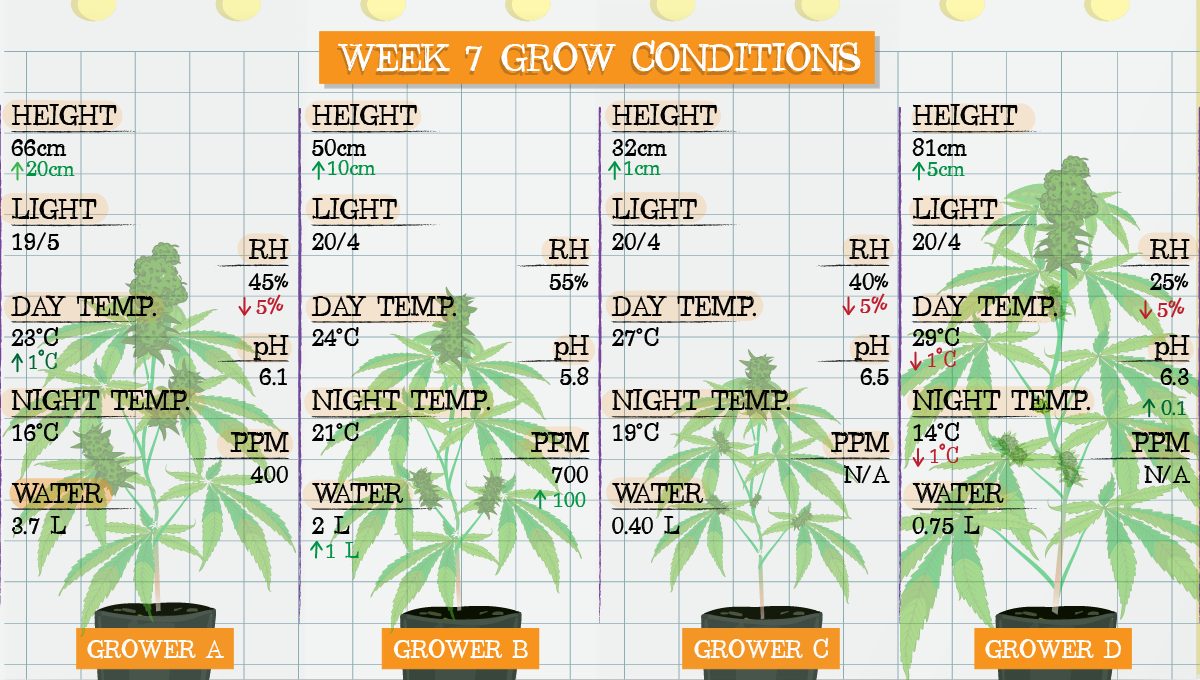 Strawberry Pie Auto Cannabis Strain Week-by-Week Guide: Week 7 grow conditions