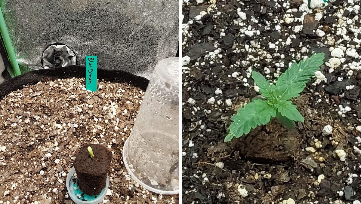 Blue Dream Auto cannabis strain: germination and seedling stage | week 1 Blue Dream Auto cannabis strain: germination and seedling stage | week 1