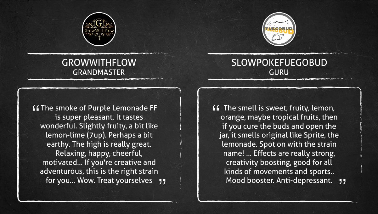 Purple Lemonade FF cannabis strain: smoke report Purple Lemonade FF cannabis strain: smoke report
