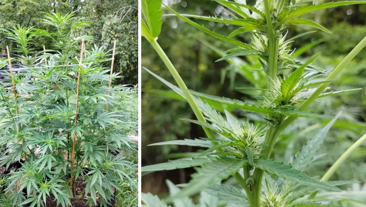 GG4 Sherbet FF cannabis strain: early flower | weeks 8-9 | an outdoor plant with the nodes getting covered in flowers GG4 Sherbet FF cannabis strain: early flower | weeks 8-9 | an outdoor plant with the nodes getting covered in flowers