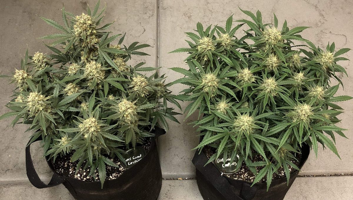 Girl Scout Cookies Auto Cannabis Strain Week-by-Week Guide: Two very frosty weed plants with buds approaching maturity but still with a lot of white pistils