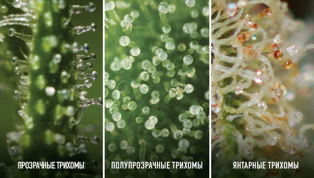 1.jpg Autoflowering Cannabis: states of the trichomes