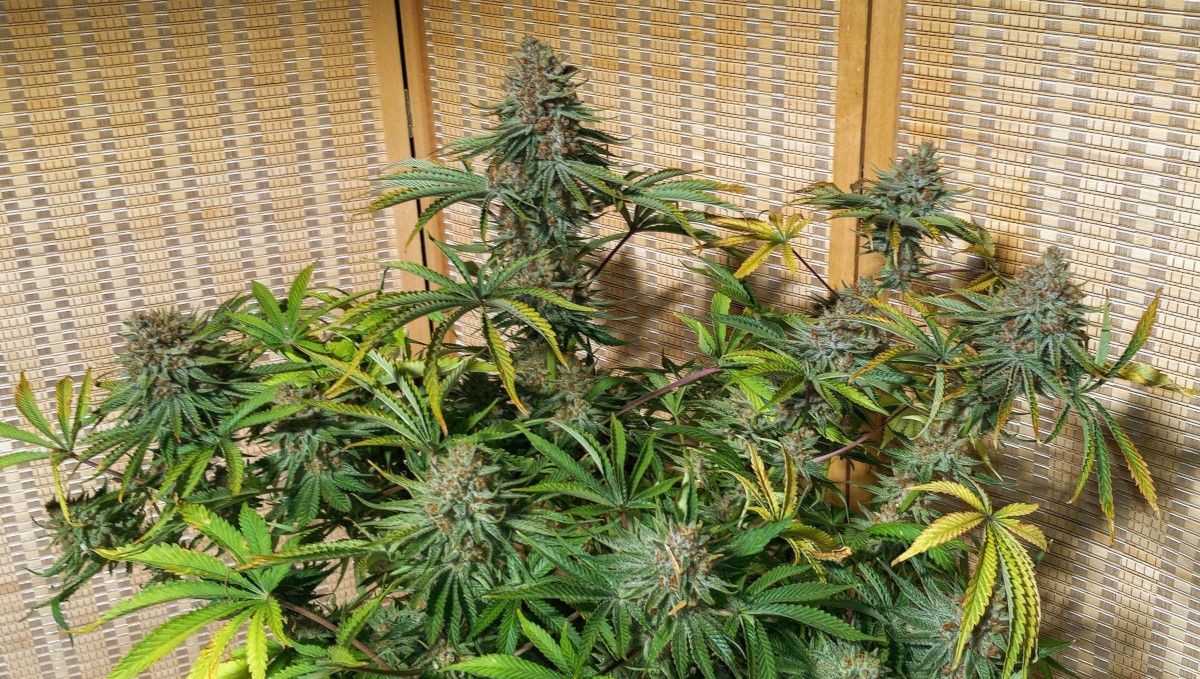 GG4 Sherbet FF cannabis strain: ripening and harvest | weeks 12 | a mature plant with big, dense buds and fading fan leaves GG4 Sherbet FF cannabis strain: ripening and harvest | weeks 12 | a mature plant with big, dense buds and fading fan leaves