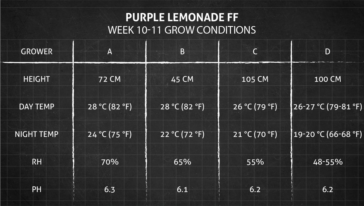 Purple Lemonade FF cannabis strain: weeks 10-11 grow conditions Purple Lemonade FF cannabis strain: weeks 10-11 grow conditions