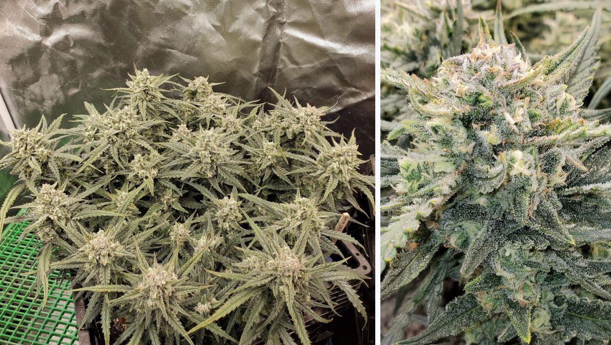 Forbidden Runtz Auto Cannabis Strain Week-by-Week Guide: A multibranch autoflower with very frosty tops in late flower and a closeup of trichome covered cola Forbidden Runtz Auto Cannabis Strain Week-by-Week Guide: A multibranch autoflower with very frosty tops in late flower and a closeup of trichome covered cola