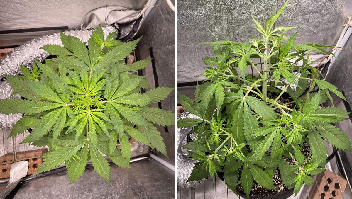 Green Crack Auto cannabis strain: mid veg | weeks 3-4 | an indoor weed plant LST'd