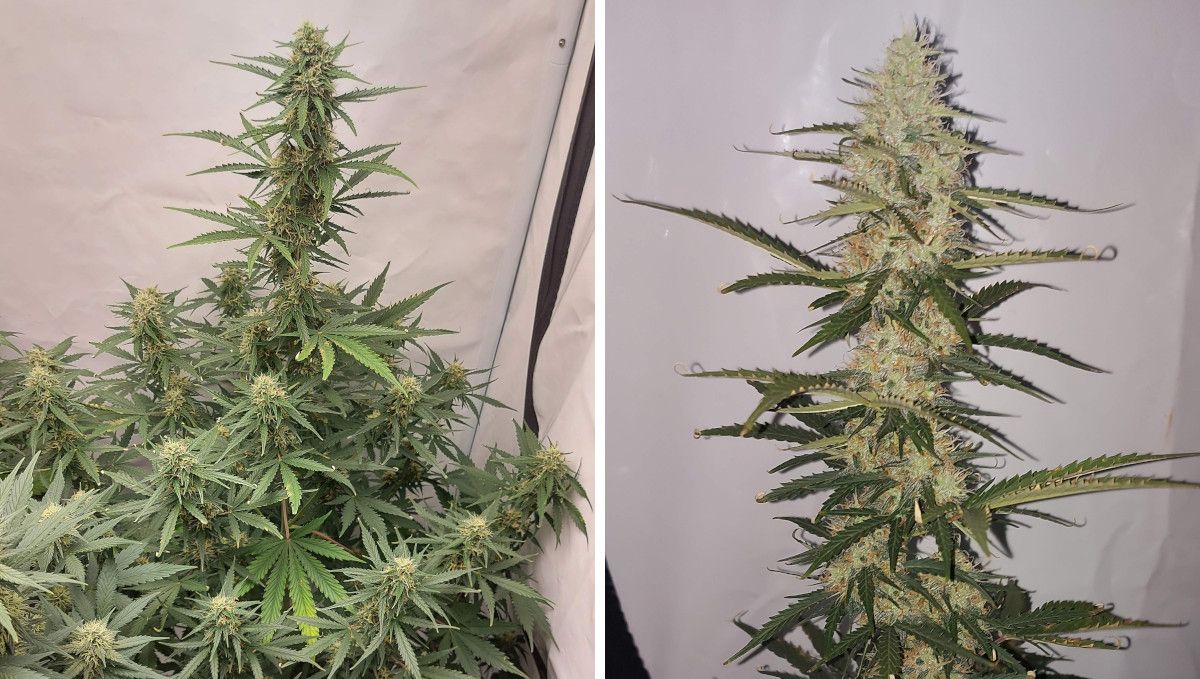 Mimosa Cake Auto cannabis strain: mid flower (bulk phase) | weeks 8-9 | a big indoor autoflower with a towering central cola and a closeup shot of this cola