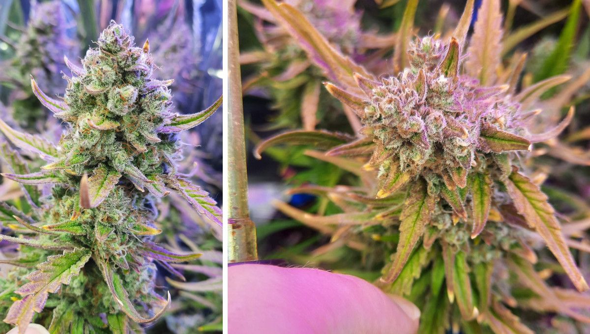 Strawberry Gorilla Auto Cannabissorte: Reifung und Ernte | Woche 10+ | Reif aussehende Colas Strawberry Gorilla Auto Cannabissorte: Reifung und Ernte | Woche 10+ | Reif aussehende Colas