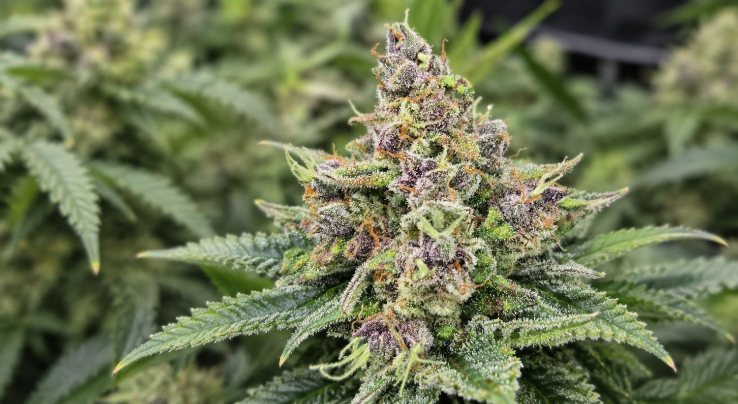 Que sont les trichomes et pourquoi sont-ils importants : l’importance des trichomes Que sont les trichomes et pourquoi sont-ils importants : l’importance des trichomes