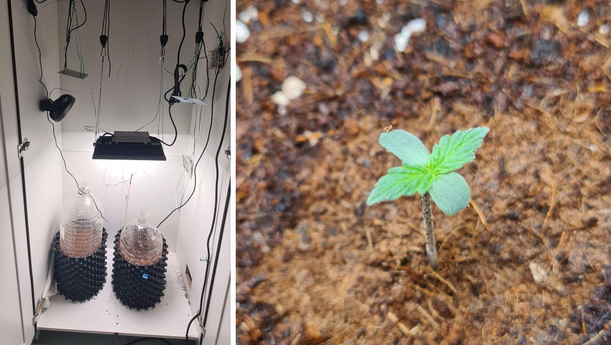 Super Lemon Haze Auto cannabis strain: germination and seedling stage | week 1 | two airpots covered with big plastic bottles for humidity standing under a LED light in a DIY grow box and a closeup of a young sprout Super Lemon Haze Auto cannabis strain: germination and seedling stage | week 1 | two airpots covered with big plastic bottles for humidity standing under a LED light in a DIY grow box and a closeup of a young sprout