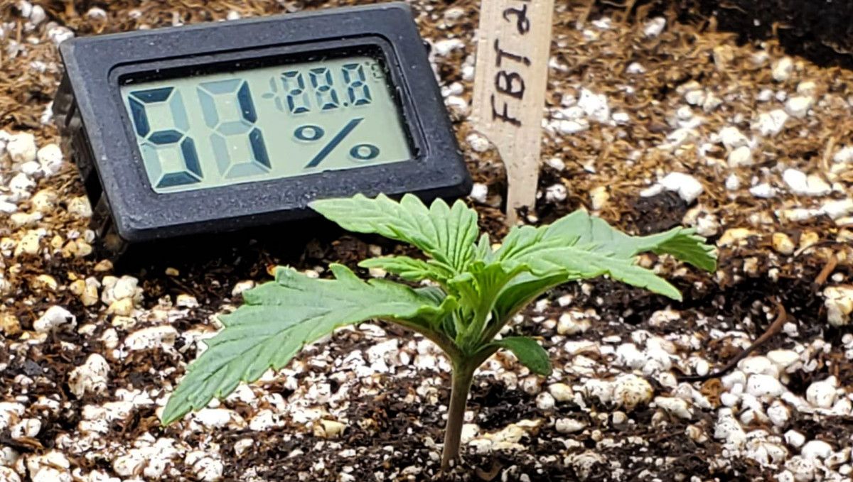 Forbidden Runtz Auto Cannabis Strain Week-by-Week Guide: A closeup of a 1 week old autoflower seedling Forbidden Runtz Auto Cannabis Strain Week-by-Week Guide: A closeup of a 1 week old autoflower seedling