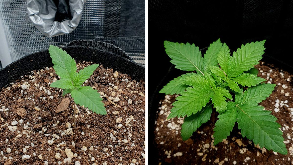 Wedding Cheesecake FF cannabis strain: early veg | week 2 | progress through the 2nd week