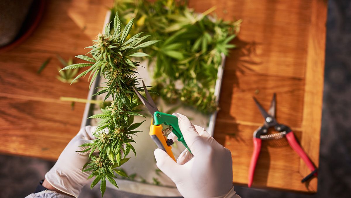 Beschneiden einer BubbleGum Auto