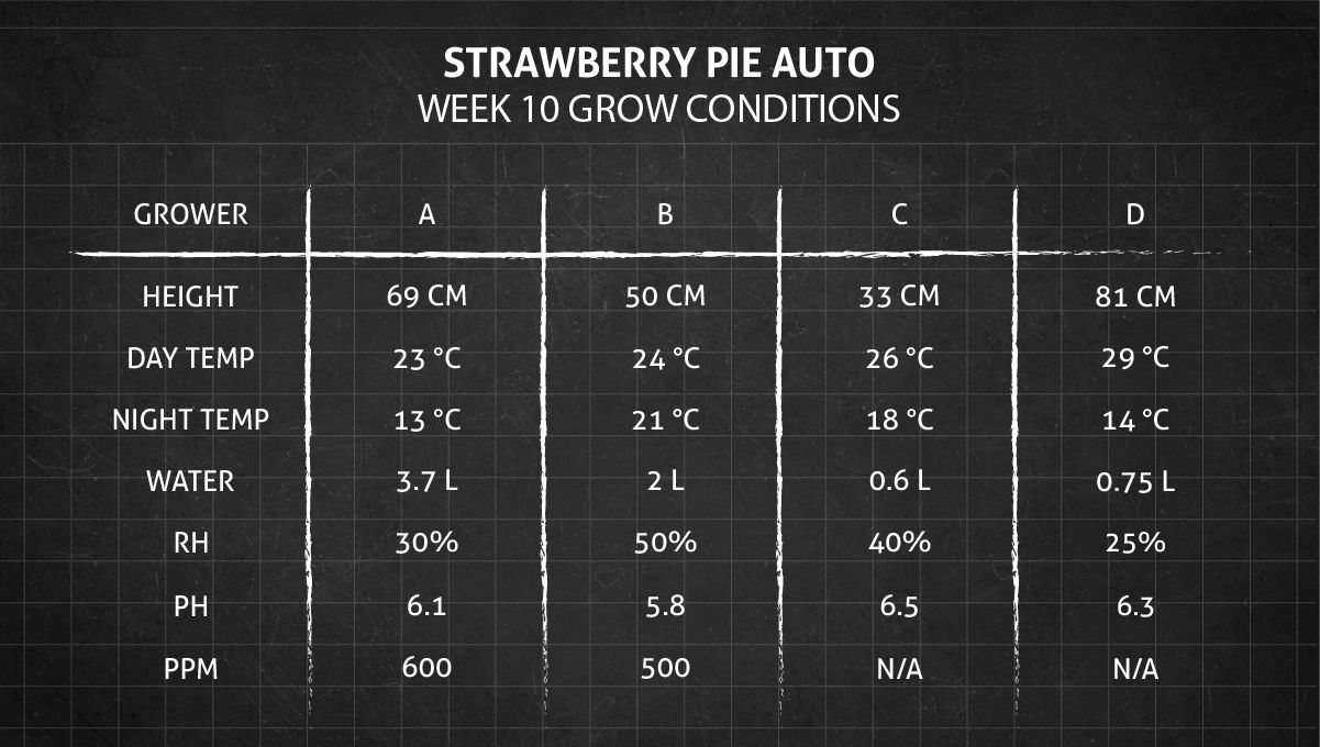 Strawberry Pie Auto Cannabis Strain Week-by-Week Guide: Week 10 grow conditions