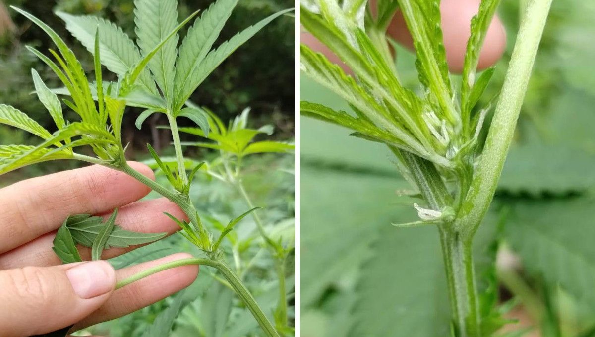GG4 Sherbet FF cannabis strain: transition (pre-flower) | week 7 | a growers hand as he shows the first pistils at the nodes GG4 Sherbet FF cannabis strain: transition (pre-flower) | week 7 | a growers hand as he shows the first pistils at the nodes