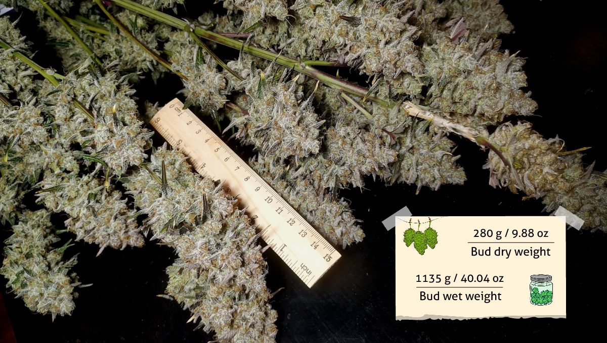 Gorilla Z Auto cannabis strain: yield and smoke report | a bunch of wet-trimmed branches with a ruler as a reference Gorilla Z Auto cannabis strain: yield and smoke report | a bunch of wet-trimmed branches with a ruler as a reference