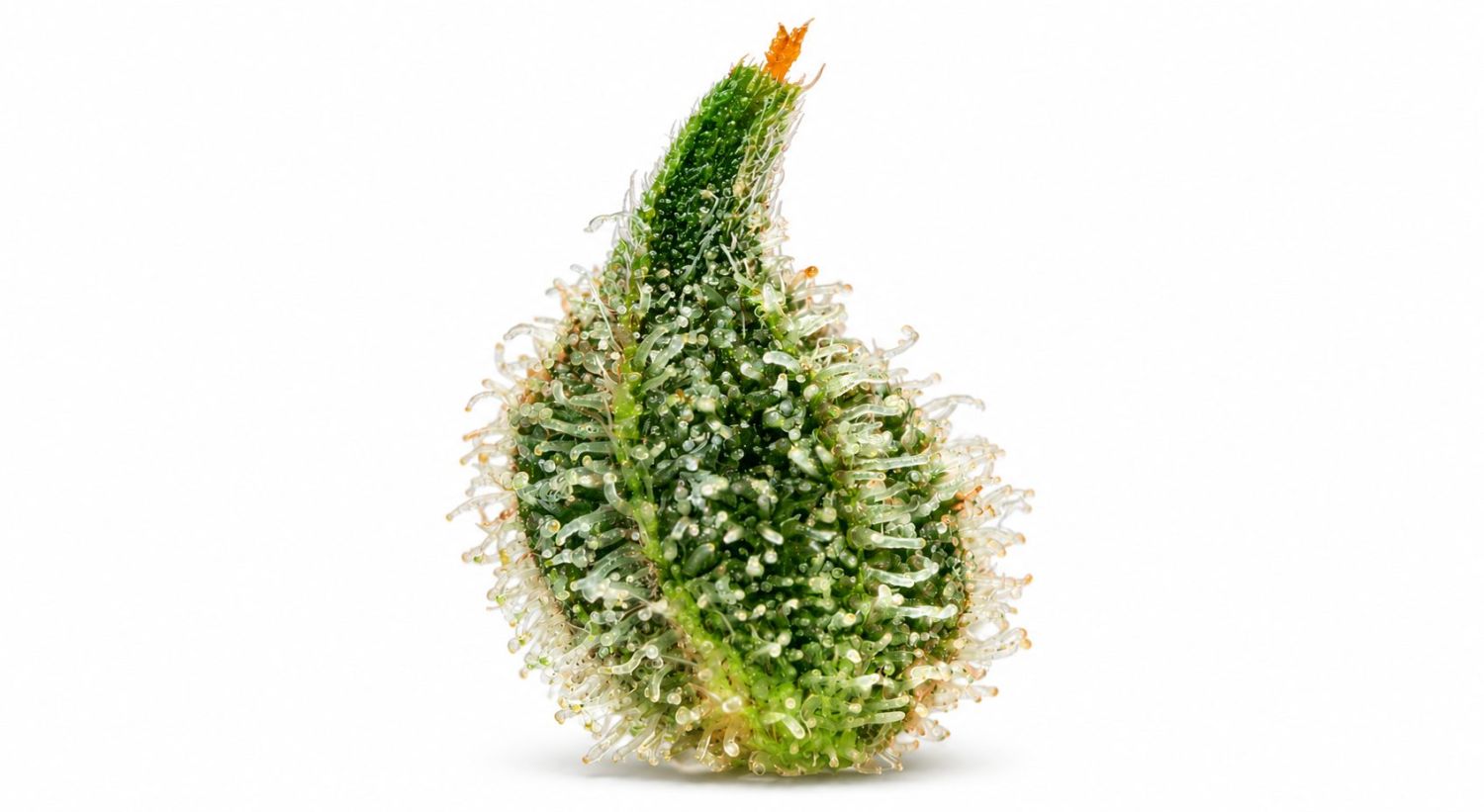 Cannabis plants anatomy: bracts Cannabis plants anatomy: bracts