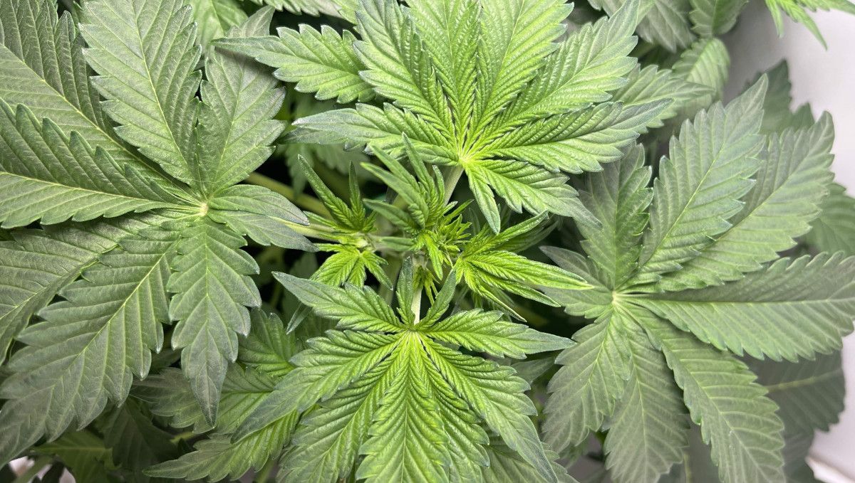 Six Shooter Auto cannabis strain: mid veg | weeks 3-4 | an indoor autoflower seen from above Six Shooter Auto cannabis strain: mid veg | weeks 3-4 | an indoor autoflower seen from above