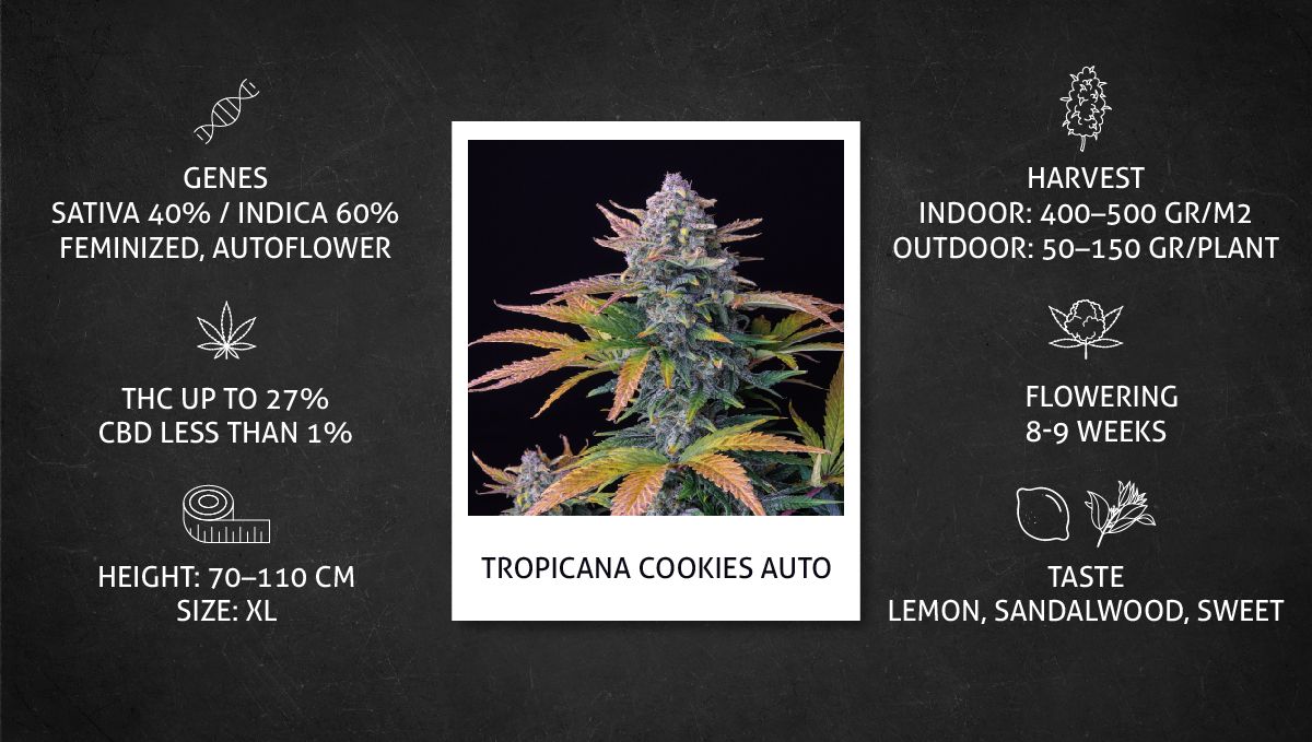 Tropicana Cookies Auto cannabis strain: datasheet