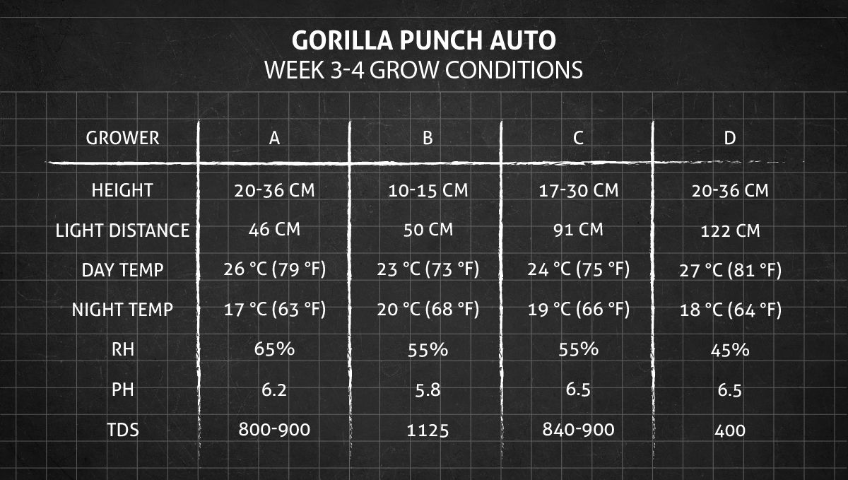 Gorilla Punch Auto cannabis strain: weeks 3-4 grow conditions Gorilla Punch Auto cannabis strain: weeks 3-4 grow conditions