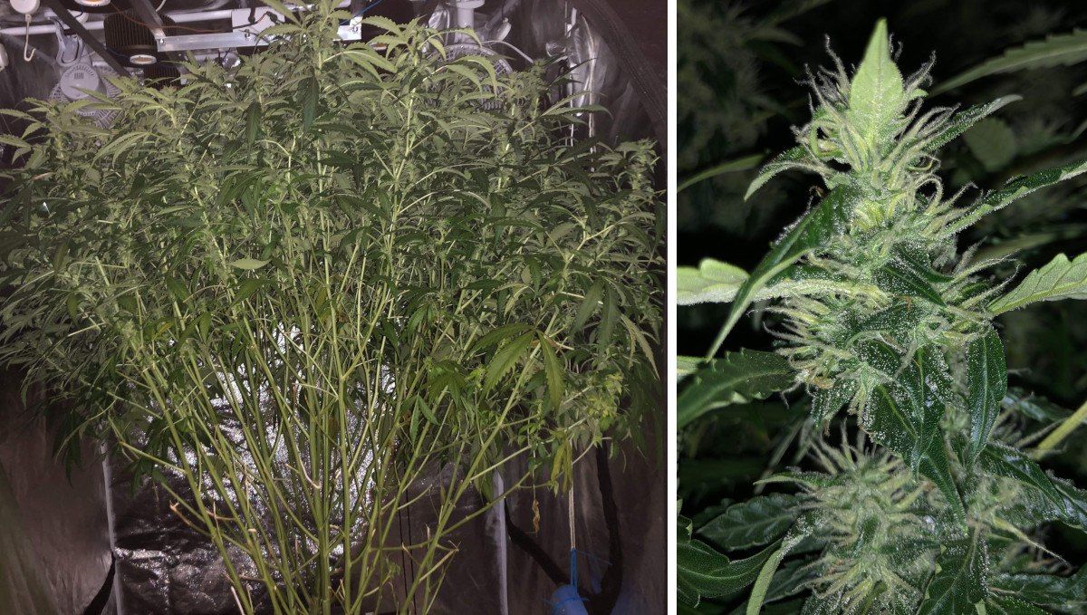 Blueberry Cheese Auto cannabis strain: early flower | weeks 6-7 | an insanely bushy indoor marijuana plant and a closer look at its small but frosty bud Blueberry Cheese Auto cannabis strain: early flower | weeks 6-7 | an insanely bushy indoor marijuana plant and a closer look at its small but frosty bud