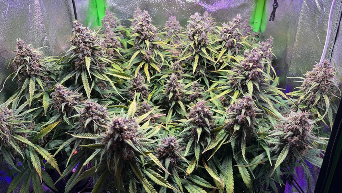 Цел шатор со сочни Strawberry Gorilla Auto од @Lux.