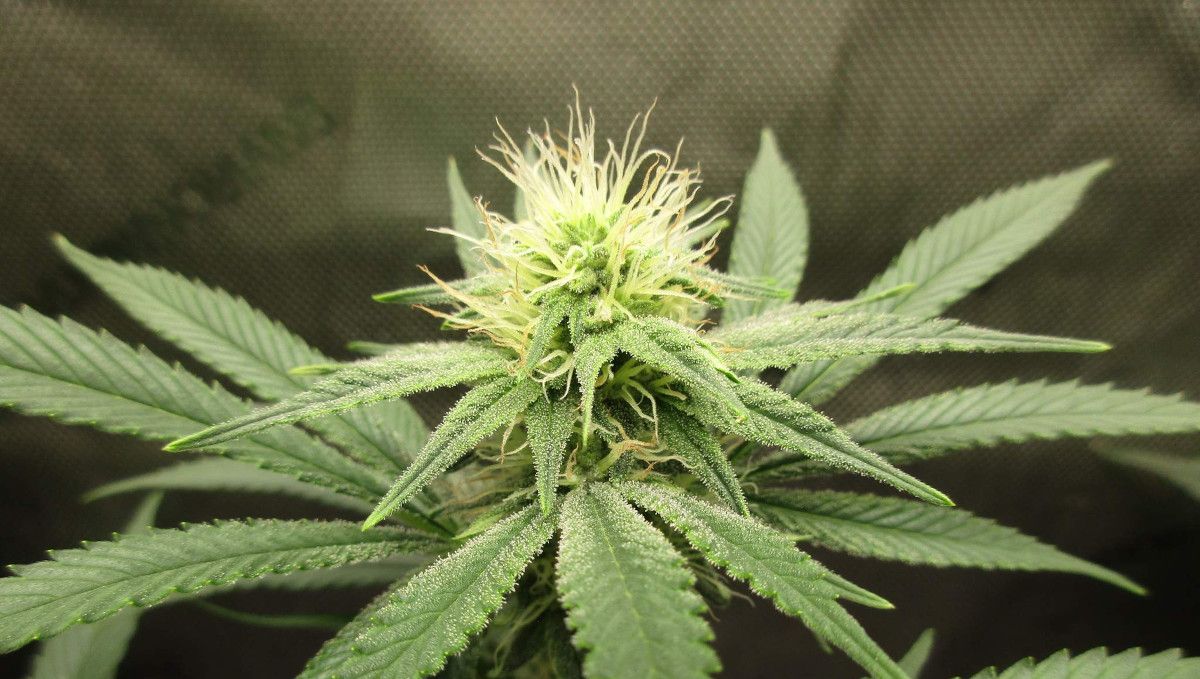 GG4 Sherbet FF cannabis strain: early flower | weeks 8-9 | a flowering top with lots of white hairs and trichomes covering the leaves GG4 Sherbet FF cannabis strain: early flower | weeks 8-9 | a flowering top with lots of white hairs and trichomes covering the leaves
