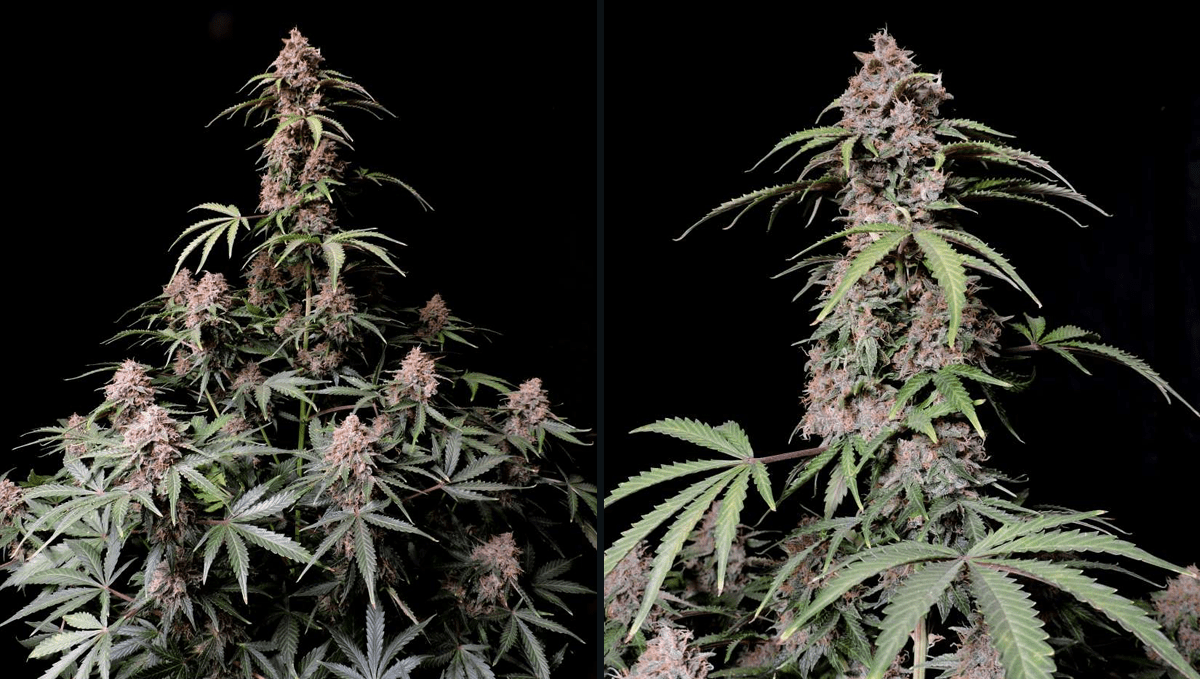 Top 10 Sorten für den Outdoor-Anbau: Amnesia Z Auto Top 10 Sorten für den Outdoor-Anbau: Amnesia Z Auto