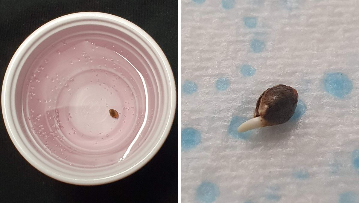 Tropicana Cookies FF cannabis strain: germination and seedling stage | week 1 | a seed submerged in a cup with water and another one sprouted on a wet paper towel Tropicana Cookies FF cannabis strain: germination and seedling stage | week 1 | a seed submerged in a cup with water and another one sprouted on a wet paper towel