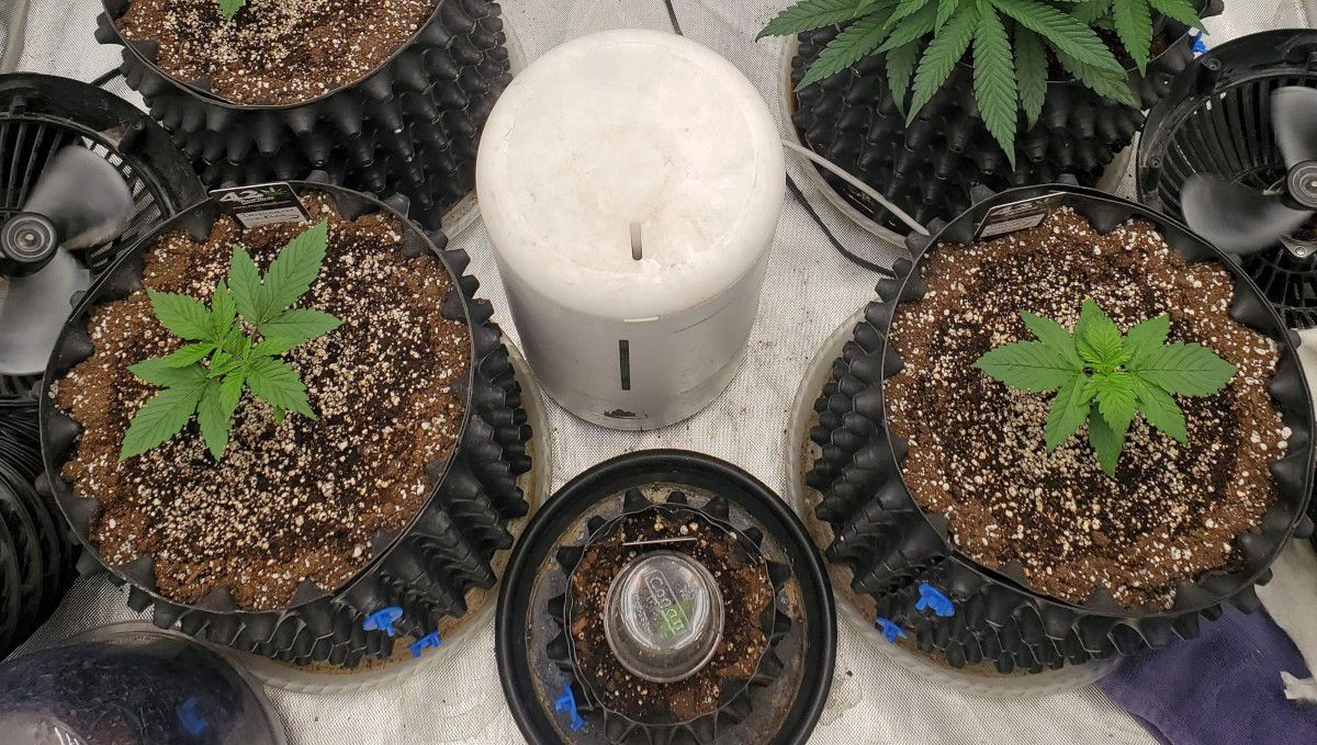 GG4 Sherbet FF cannabis strain: early veg | week 2 | big, healthy young plants in airpots at the end of the 2nd week GG4 Sherbet FF cannabis strain: early veg | week 2 | big, healthy young plants in airpots at the end of the 2nd week