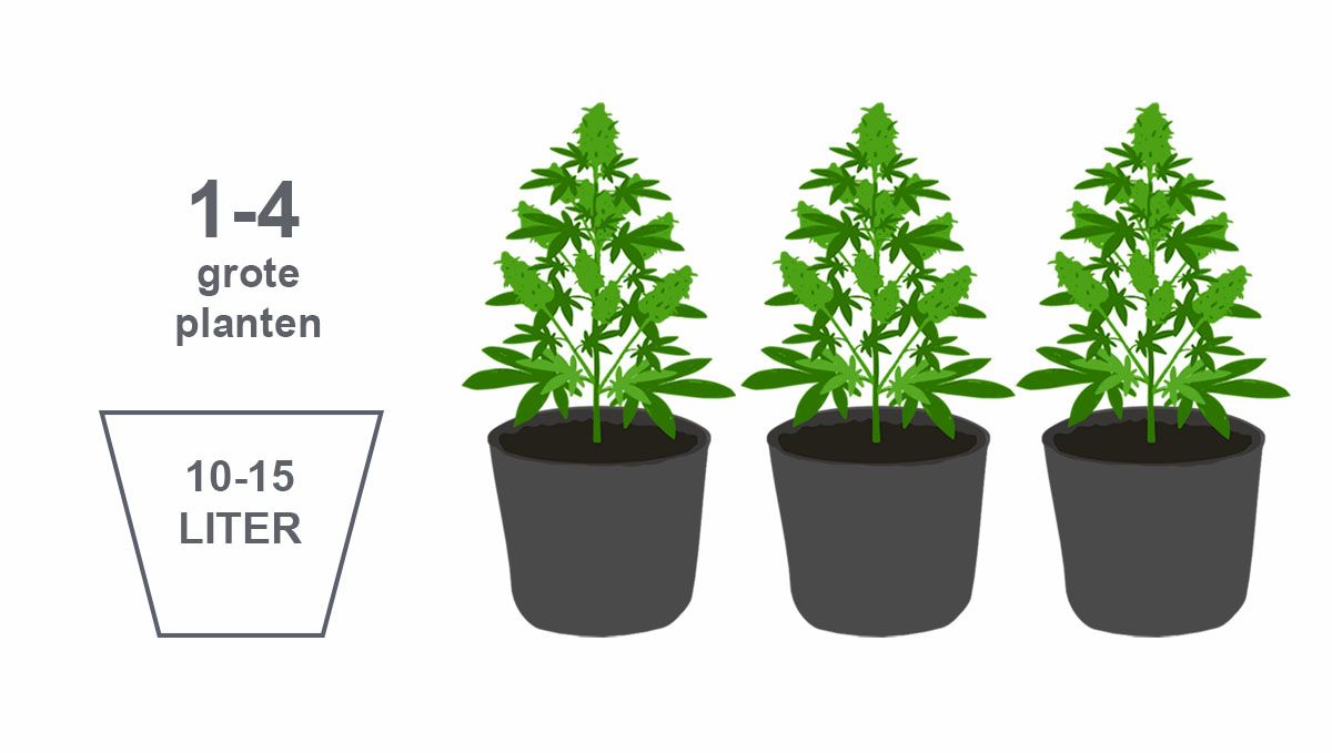 Beste potmaat voor zelfbloeiende zaden: grote planten