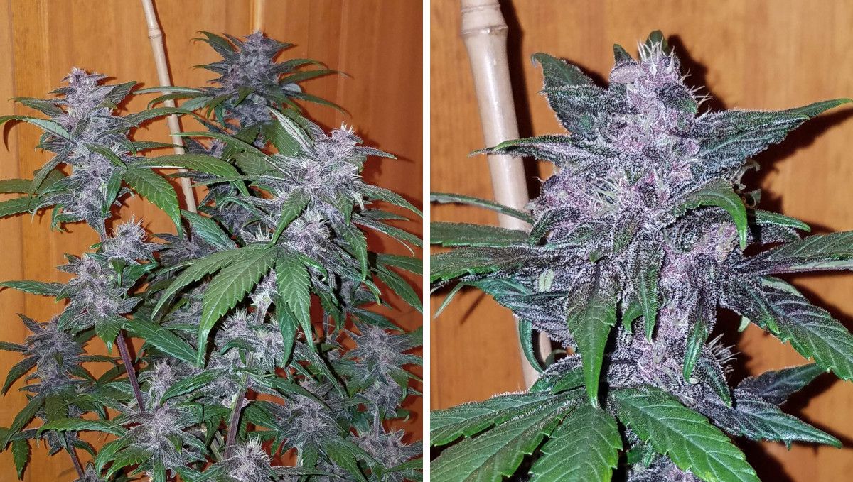 LSD-25 Auto cannabis strain: mid flower (bulk phase) | weeks 7-8 | not quite mature buds of striking purple and frosty appearance LSD-25 Auto cannabis strain: mid flower (bulk phase) | weeks 7-8 | not quite mature buds of striking purple and frosty appearance