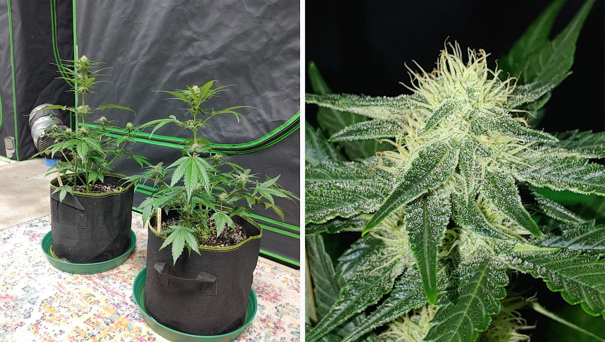 Purple Punch Auto Cannabis Strain Week-by-Week Guide: Two medium-size indoor weed plants in mid-flower standing outside a tent, and a closeup of a bud with white pistils and trichomes