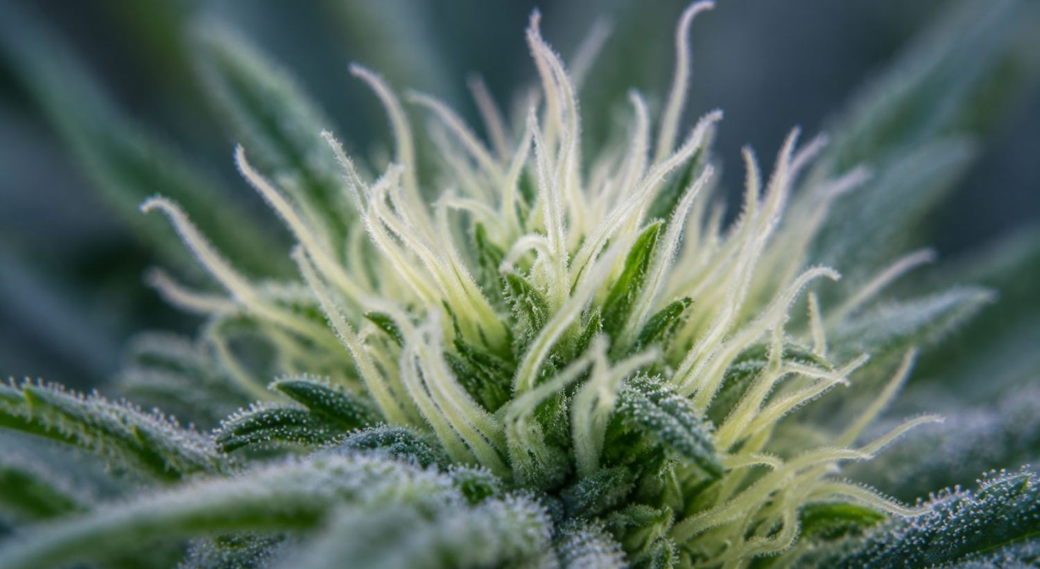 Ako zistiť, kedy autoflower kvitne: 6. týždeň Ako zistiť, kedy autoflower kvitne: 6. týždeň