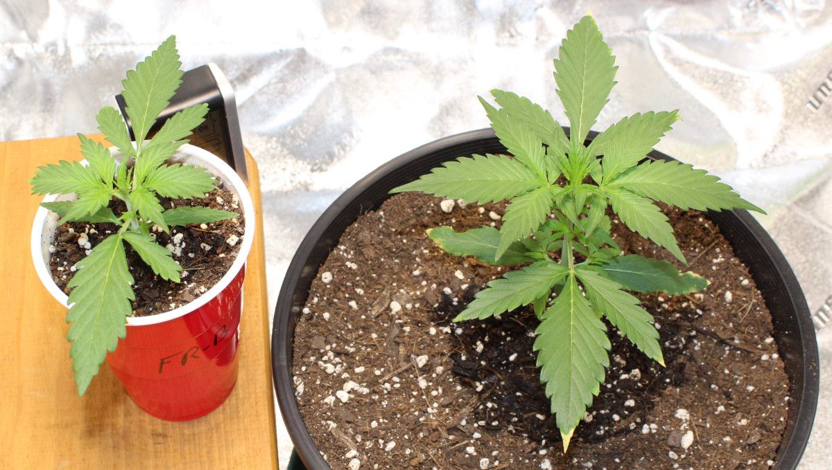 Forbidden Runtz Auto Cannabis Strain Week-by-Week Guide: Two healthy looking but smallish 4 weeks old autoflowers; one in a plastic pot and the other in a solo cup Forbidden Runtz Auto Cannabis Strain Week-by-Week Guide: Two healthy looking but smallish 4 weeks old autoflowers; one in a plastic pot and the other in a solo cup